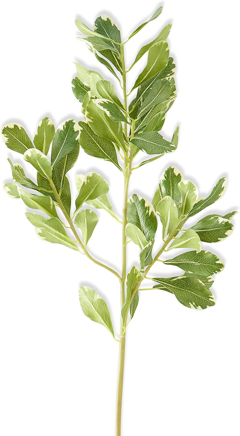 Pittosporum Leaf Stem- 28"