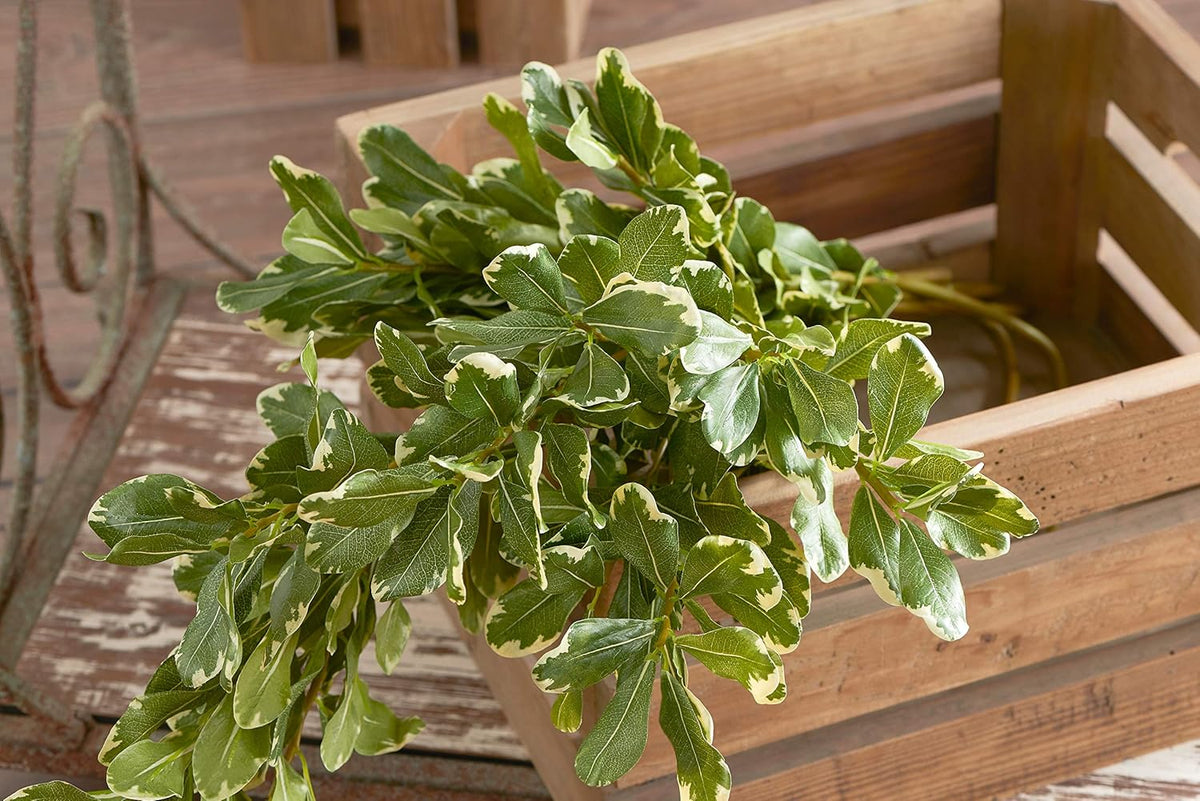 Pittosporum Leaf Stem- 28"