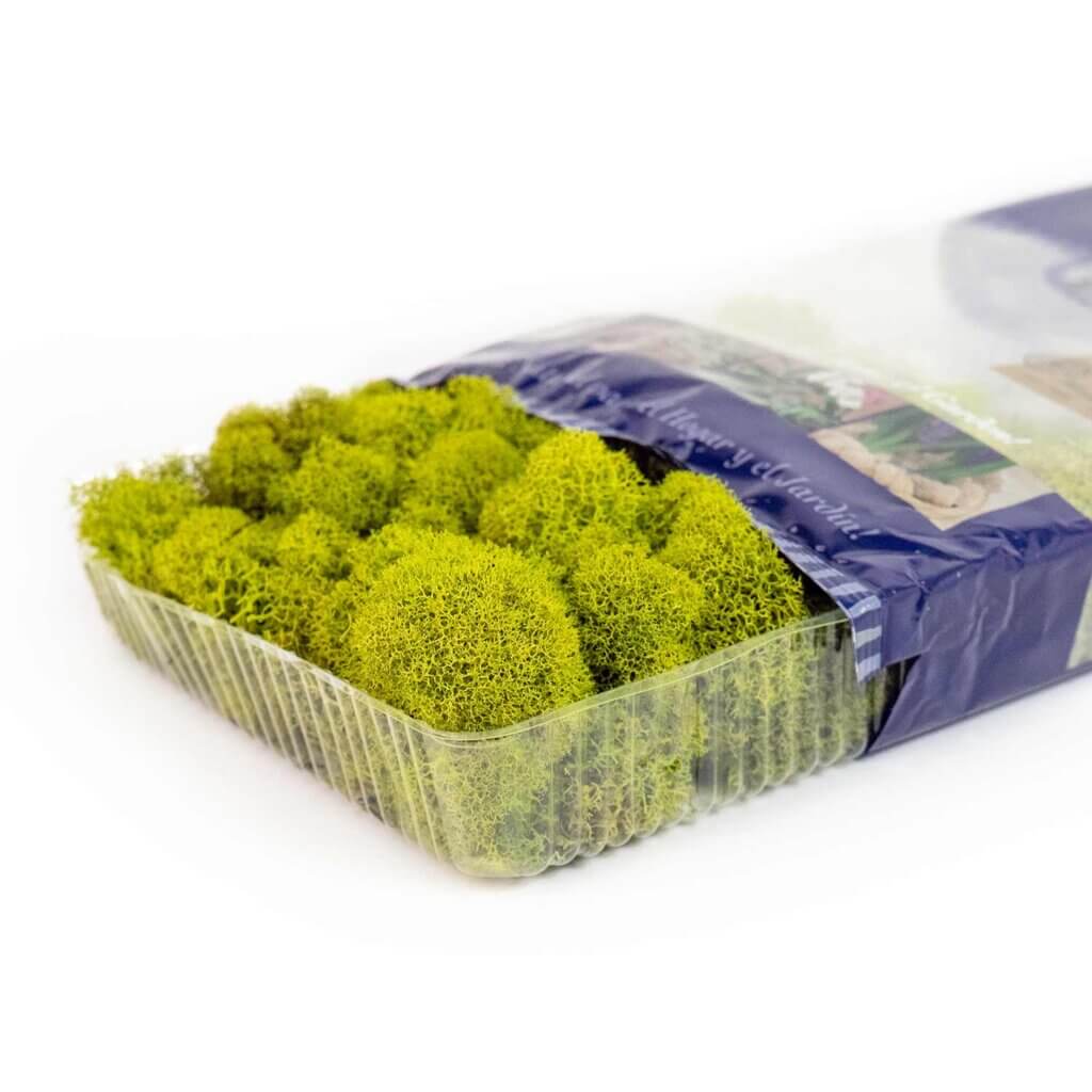 Reindeer Moss