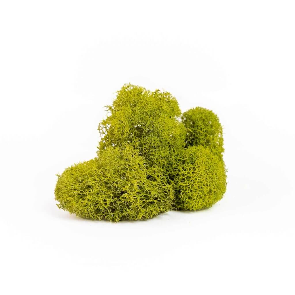 Reindeer Moss