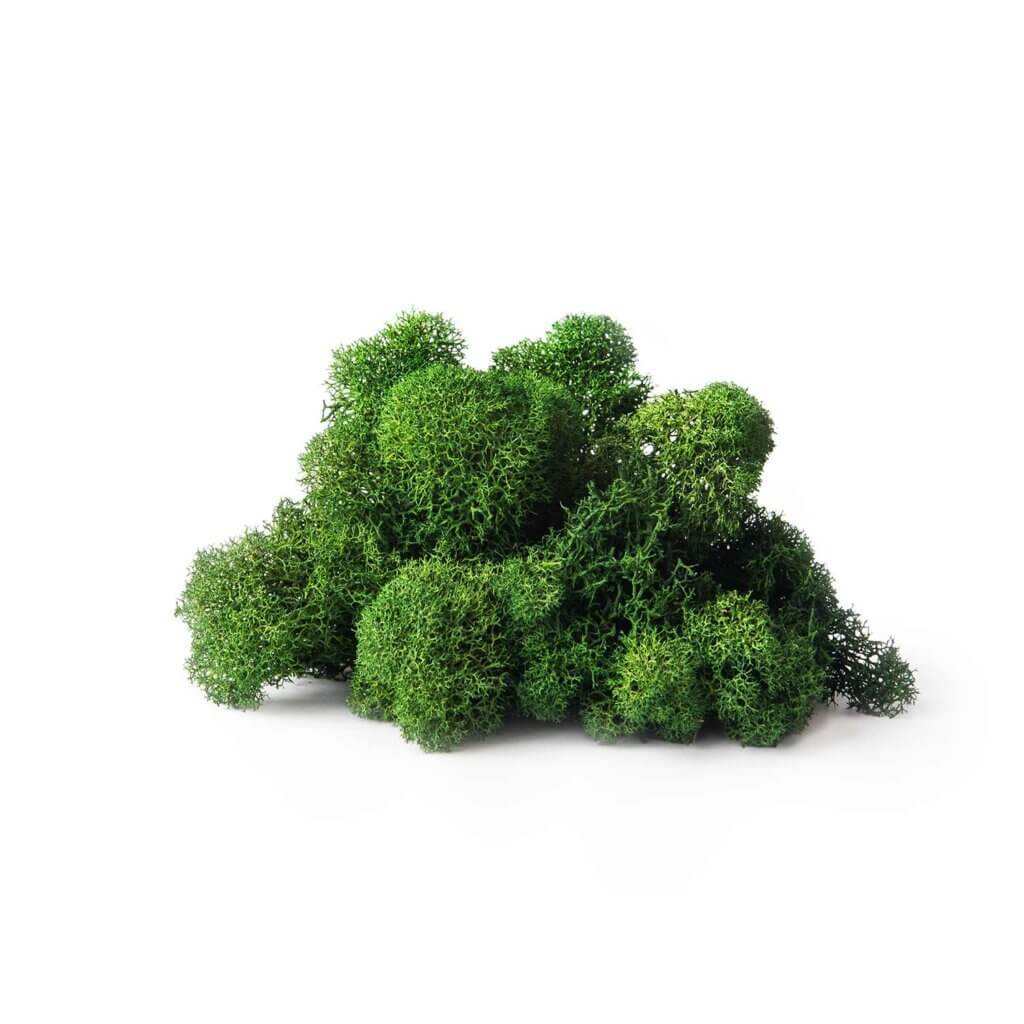 Reindeer Moss
