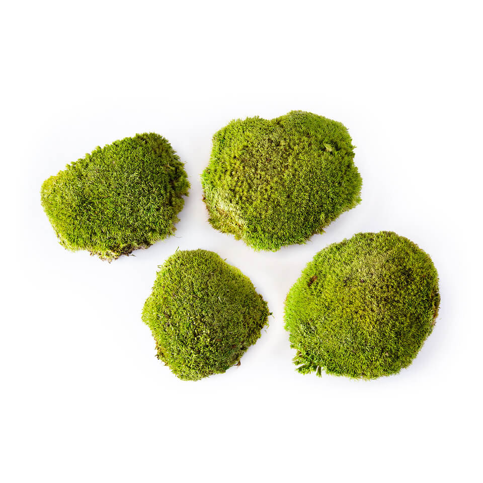 Preserved Topa Moss